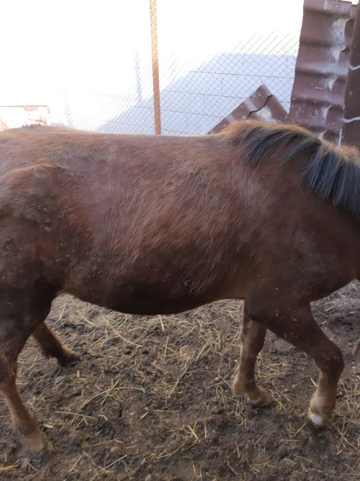 Жабағлы    сатылады