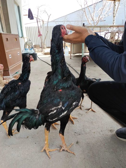 Дакан хуроз срочно сотилади 8 дона майда очилган