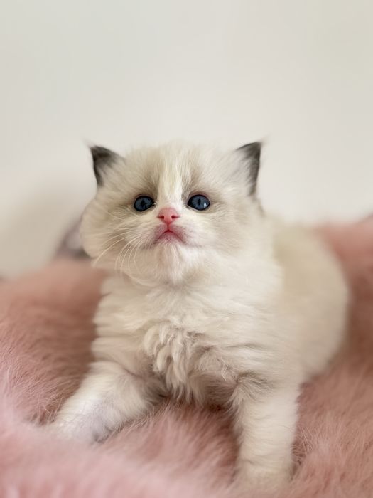 Рэгдолл Рэгдолл Рэгдолл!!!