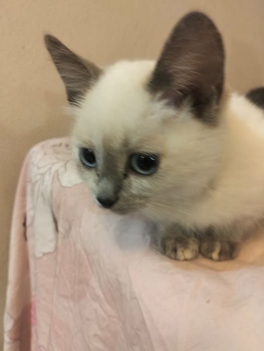 Отдам котенка девочку