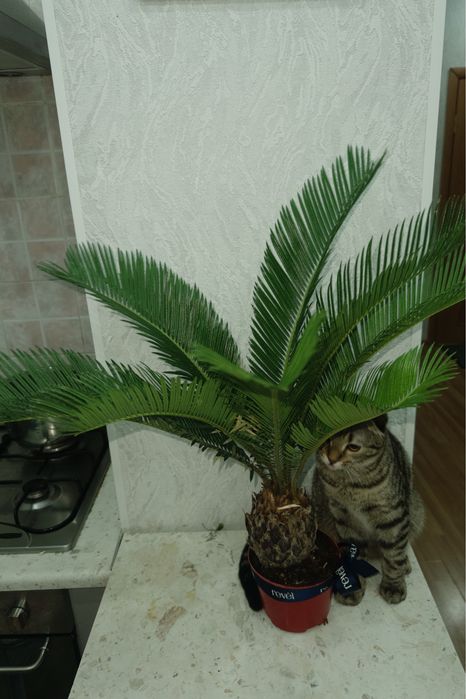 Кот вислоухий, годик,