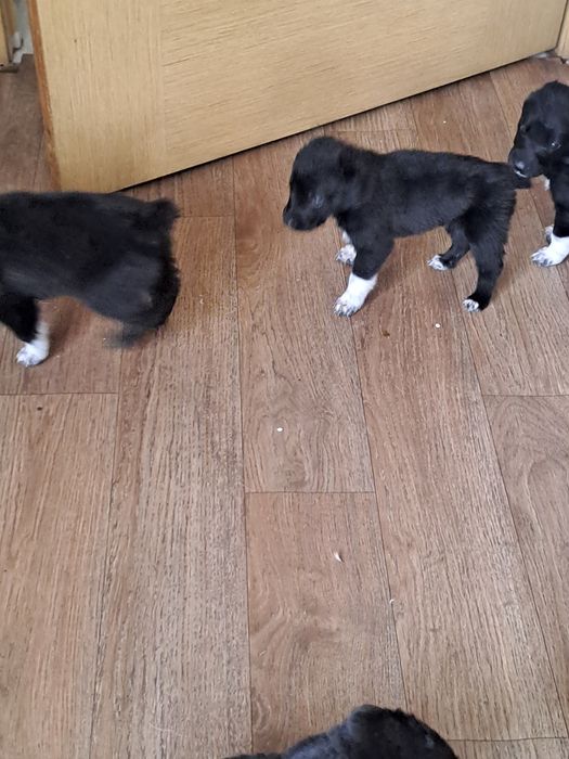 Продам щеночков.