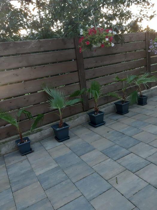 Vând palmieri diferite mărimi