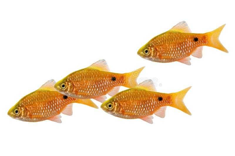 Барбус огненный аквариумная рыбка