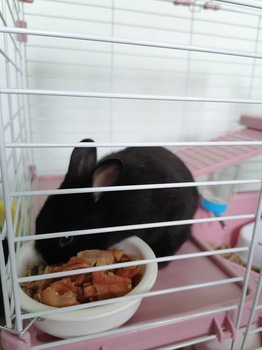 Yangi yilga eng shirin sovg'a