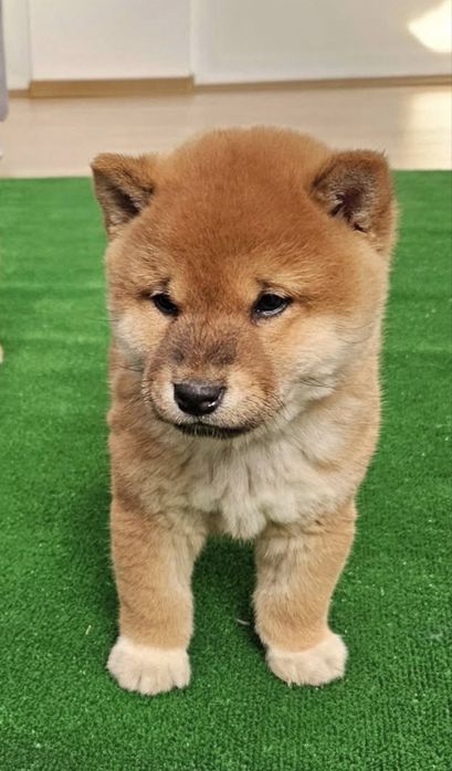 Pui Shiba Inu cu Pedigree