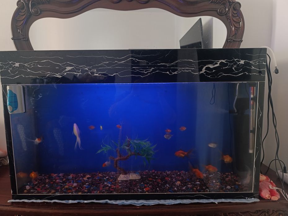 Аквариум сотилади баликлари билан