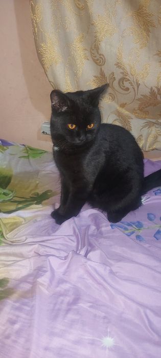 Продам кот 10000тг