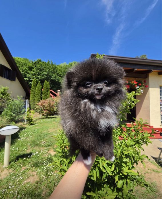Pomeranian  fetita TOY  cu Pedigree A