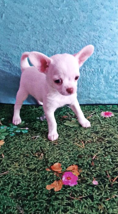 Продается девочка чихуахуа