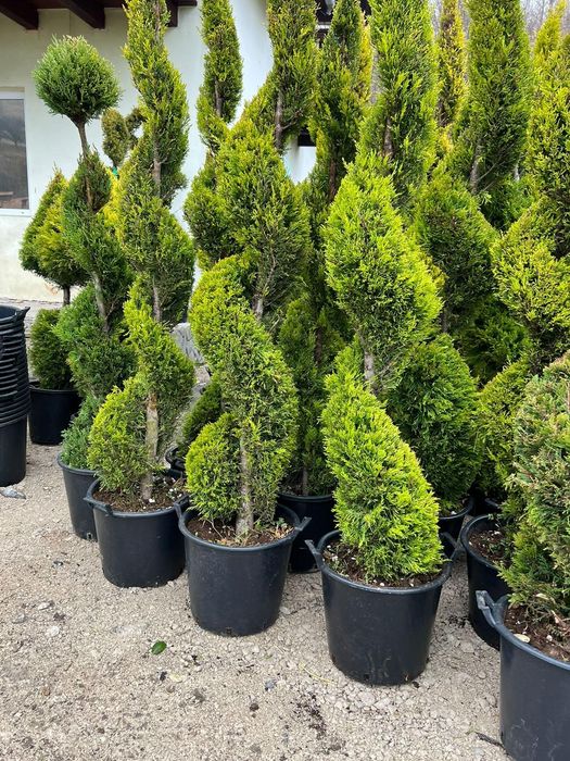 Plante ornamentale diferite specii și înălțimi