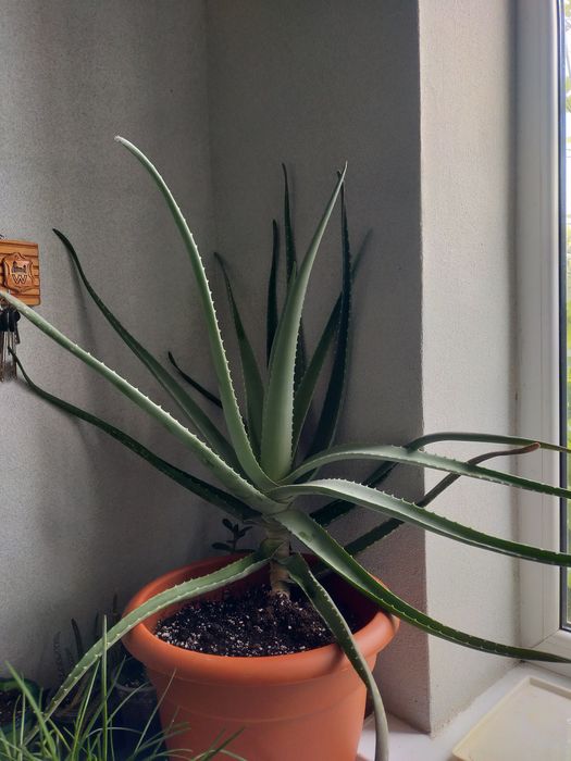 Продам алое на лечение