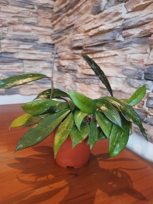 Комнатные цветы  сансевиерии, в ассортименте