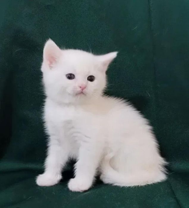 Белые пушистые котята