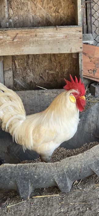 Vând cocoși Lehorn