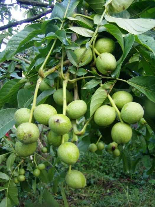 Voyaga etgan sarkma kokrak fotosuratlari