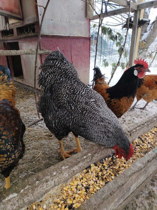 Cocosi din primăvară-vara 2025