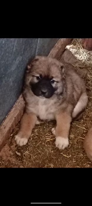 Алабай күшіктер,