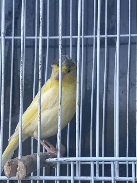 Продам канареек