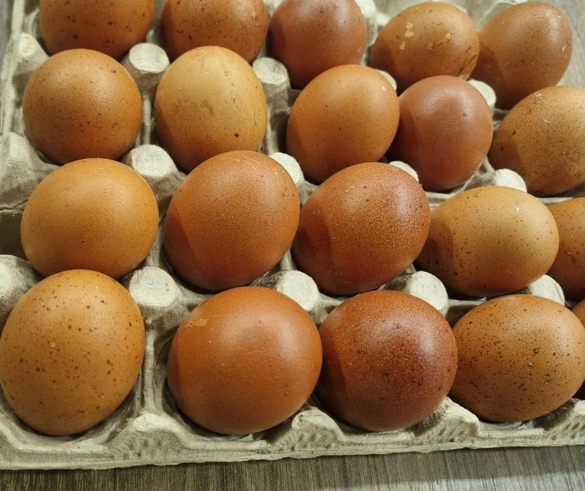 Ouă roșii de găină rasa marans