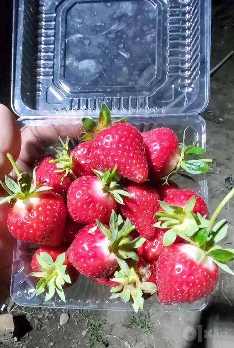 SHOSHILING Serxosil  MALGA VA ALBA navli qulibnay ko'chatlari