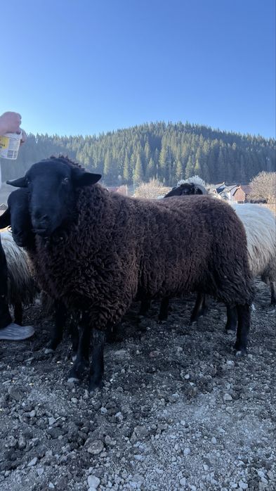 Berbeci de rasa metis intre