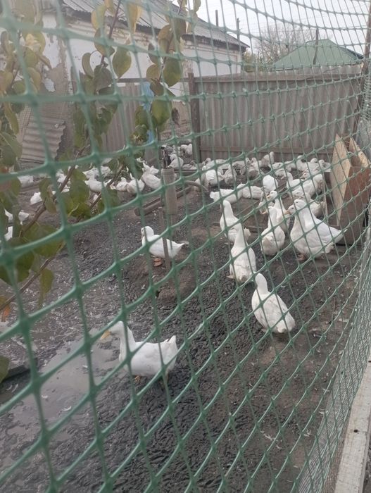 Продам уток живых