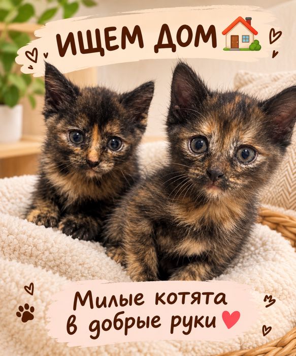 Отдам котят бесплатно.