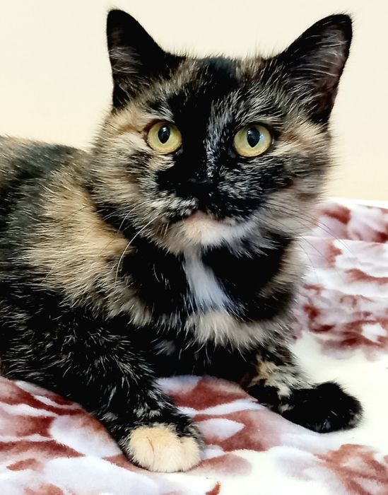 Кошечка для Души .Стерелизована