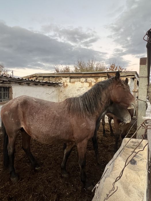 Продам молодую кобылу