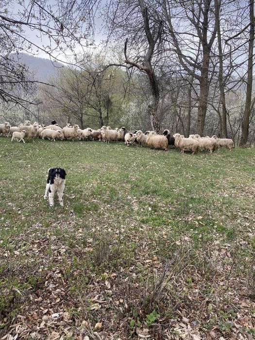 Miei si berbacuti  crescuti organic  !
