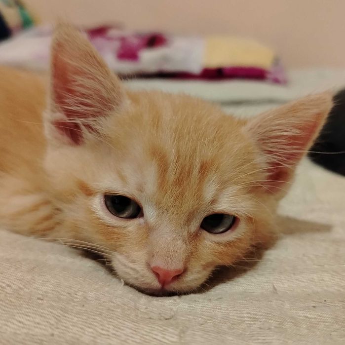 Котёнок Вася (рыжий окрас)