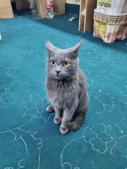 Сотилади огл бола