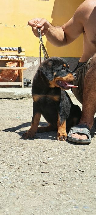 Pui Rottweiler talie mare