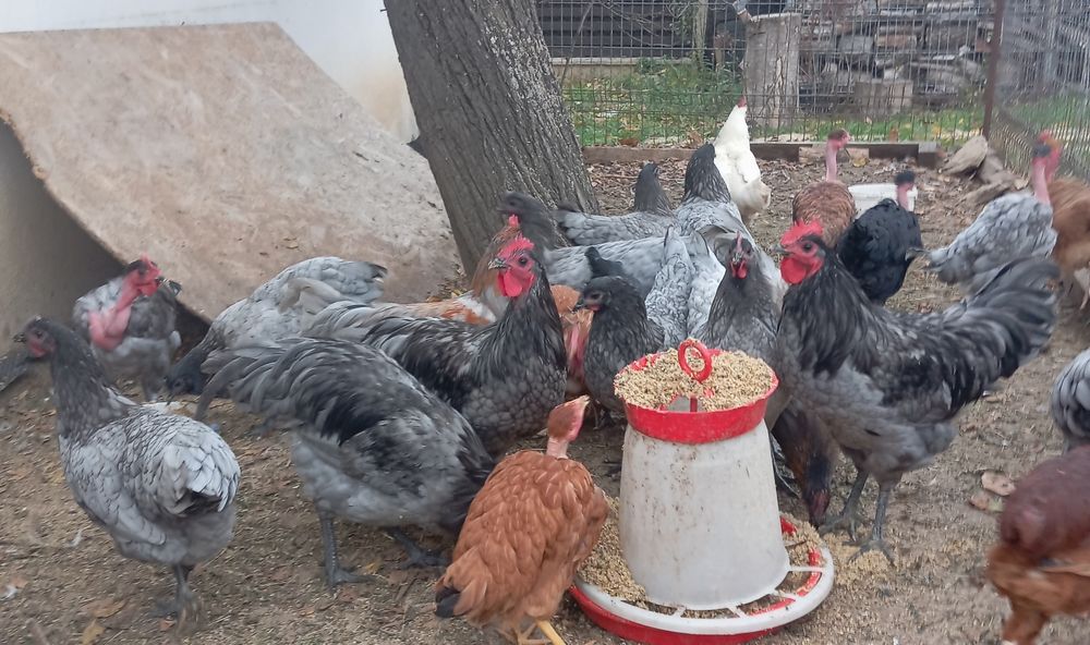 Gaini australorp