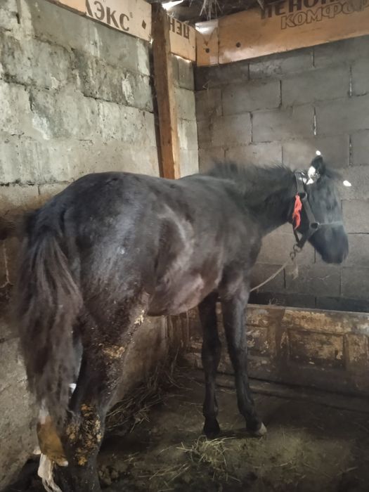 Продается лошадь