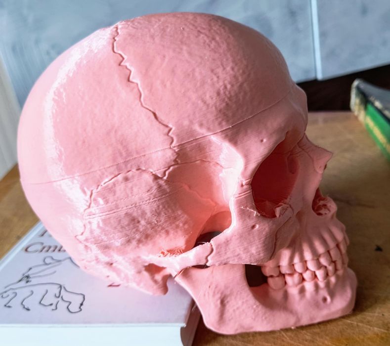 3D принтиран анатомичен череп – детайлен и стилен декор