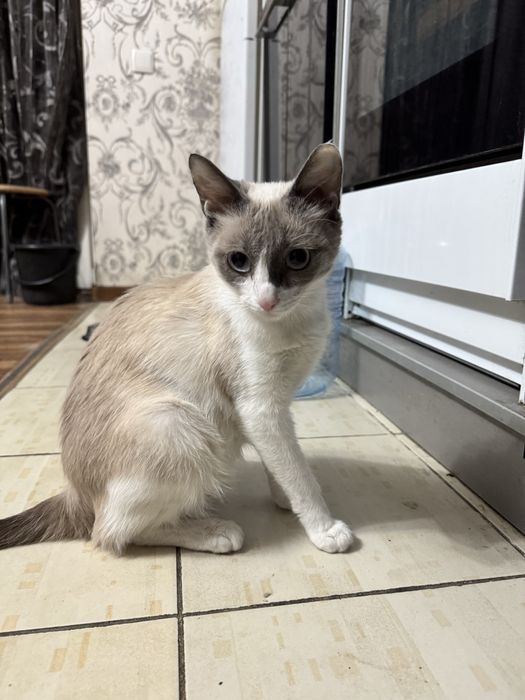 Кошка Сиамская 1 год