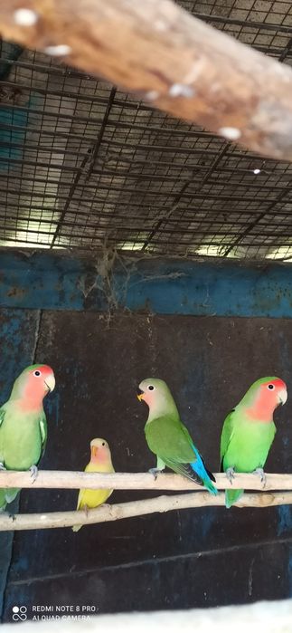 Неразлучники   молодые