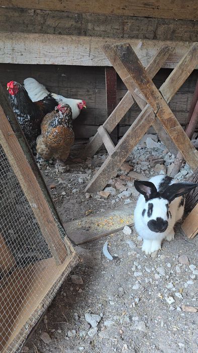 Masculi berbec german si fluture german originali