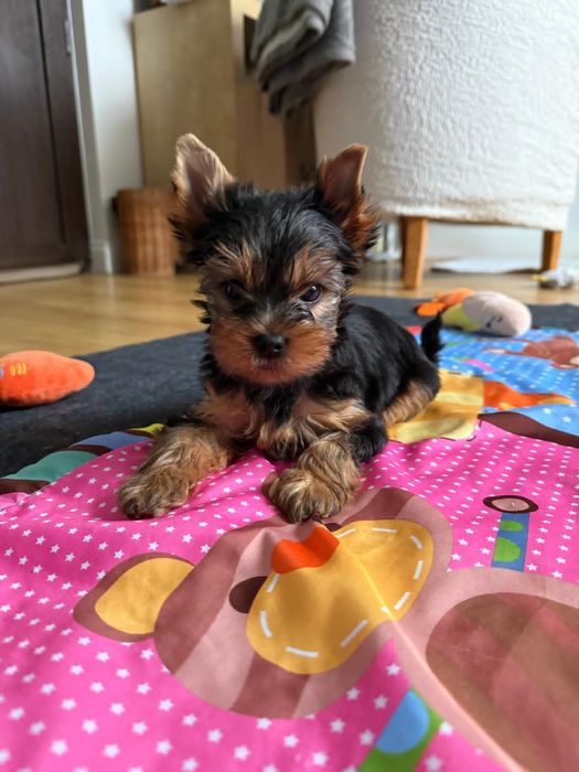 Baietel, Yorkshire Terrier, pedigree ACHR/FCI