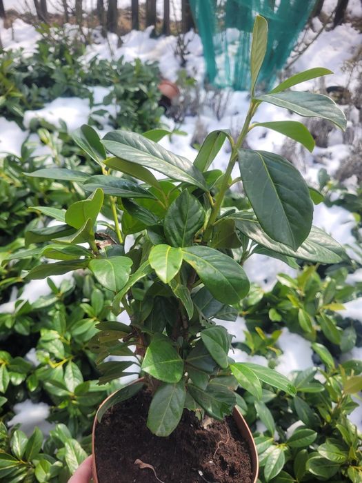 Laur englezesc ±40 cm - foarte ramificat, la ghiveci