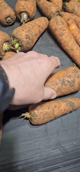 Морковь. Морковка мабиз