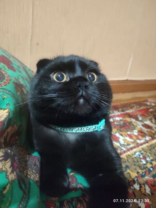 Зотдор эркак мушук 1 ёш. Вязка  учун. (Аёл мушуклар билан чатиштириш