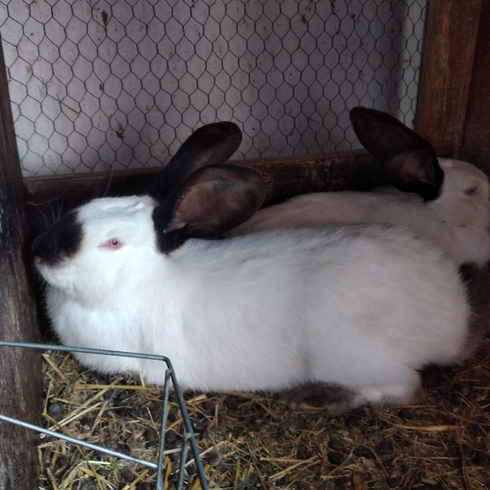 Vând uriaș de Transilvania diferite varste