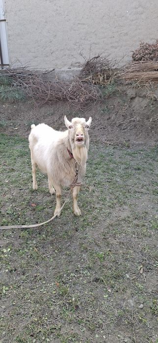 Такка сотилади.ишлаши ракета.