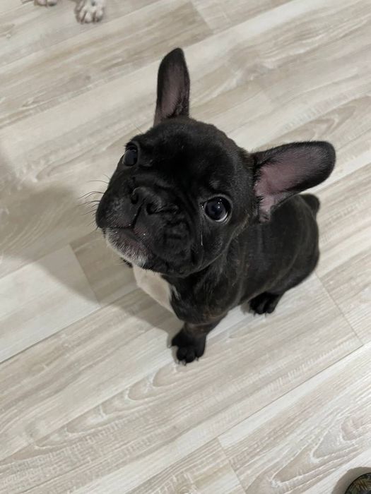 Продаются Щенки Французских Бульдогов