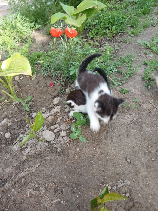 Отдам котят в добрые руки