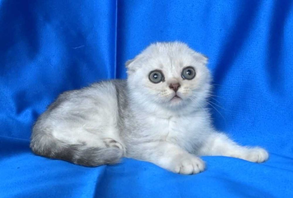 Клепоухи късокосмести котенца