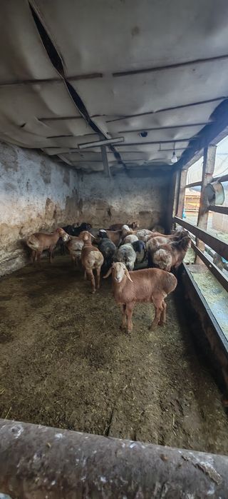 Soglom qozi qochqorla